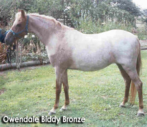 Owendale Biddy Bronze (DEC)
