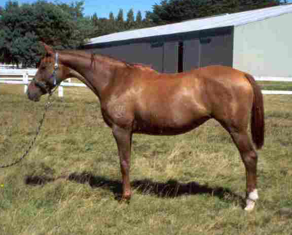 Dalma Rose Thoroughbred