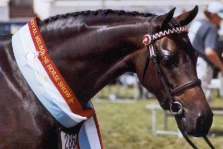 Champion Riding Pony Mare Melbourne Royal