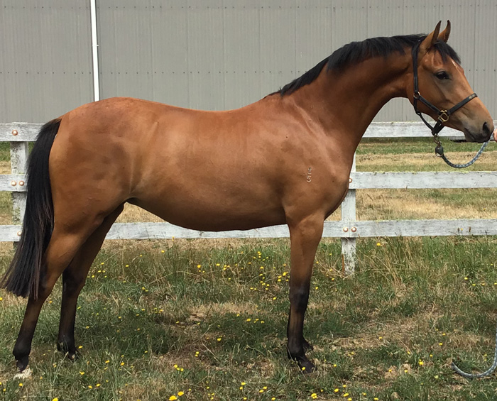 This 4 yo mare is presently being broken in.
Dam: Mandaley Pure Silk
Sire: Beckworth Rising Command
Full sister to M Silk Road owned by the Morelli family NSW