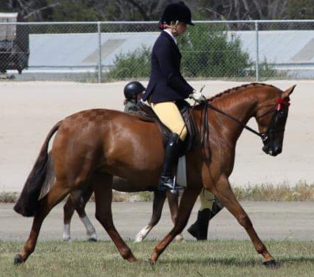 Sire: Fairley Rembrandt (UK) 
Dam: Dalma Rose (TB) 
2008:- Barastoc Youngstock 2yo Filly of the Year and Supreme Champion 2yo of the Year 